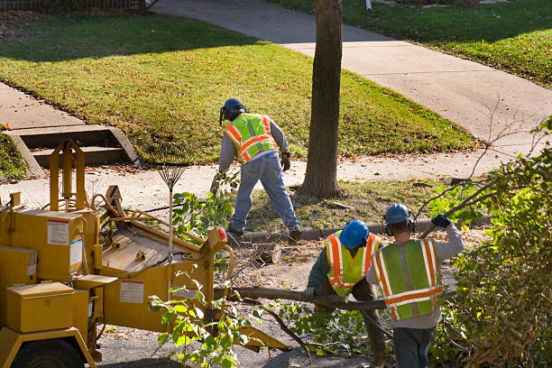 Professional Tree Removal and Landscaping Services in Lake Wisconsin, WI